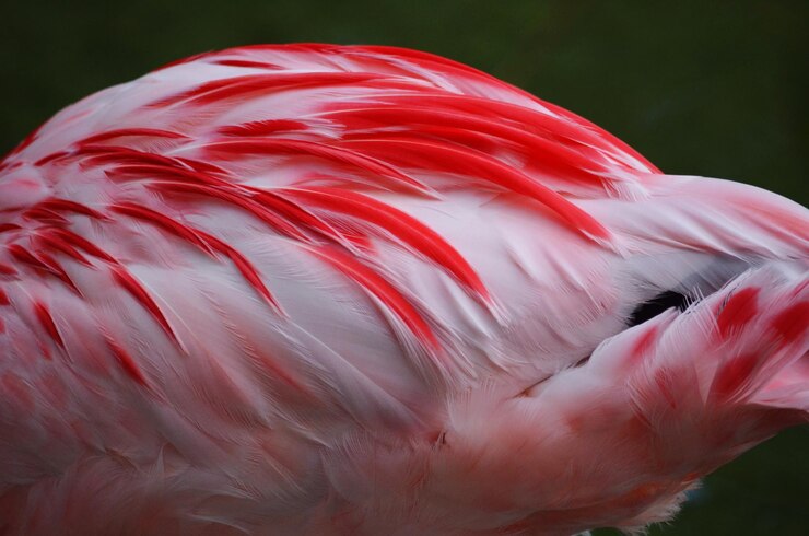 Foto imagem recortada de flamingo rosa ao ar livre