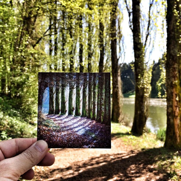 Foto imagem recortada de homem segurando um tronco de árvore na floresta