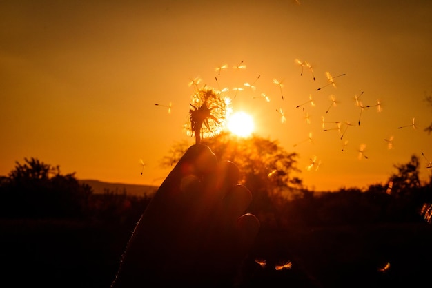 Foto imagem recortada de mão segurando dente-de-leão contra o céu durante o pôr-do-sol