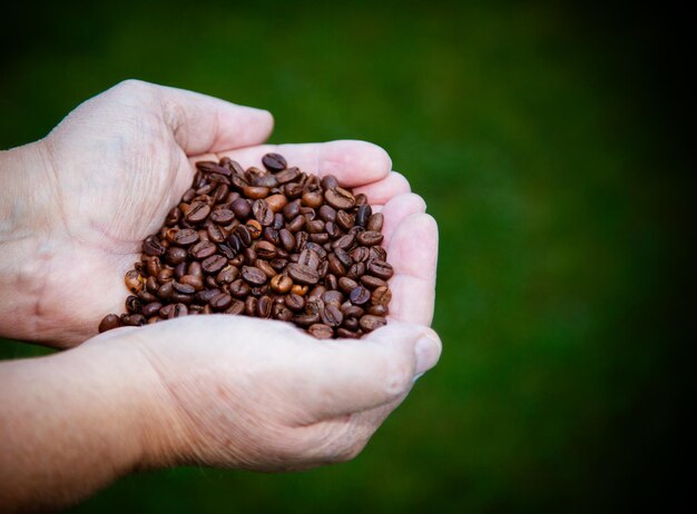 Foto imagem recortada de mão segurando grãos de café torrados