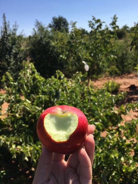 Foto imagem recortada de mão segurando morango contra plantas