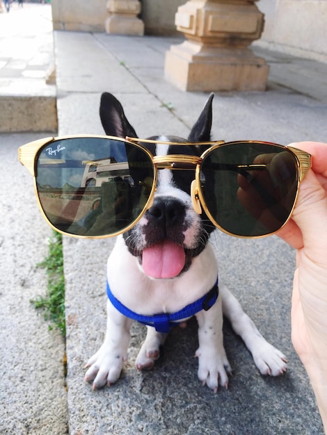 Foto imagem recortada de mão segurando óculos de sol na frente do olho do cão