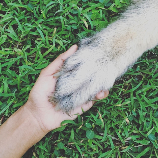 Foto imagem recortada de mão segurando pata de cachorro no campo