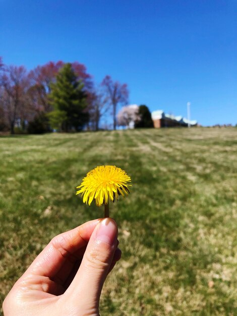 Foto imagem recortada de mão segurando planta de flor amarela no campo