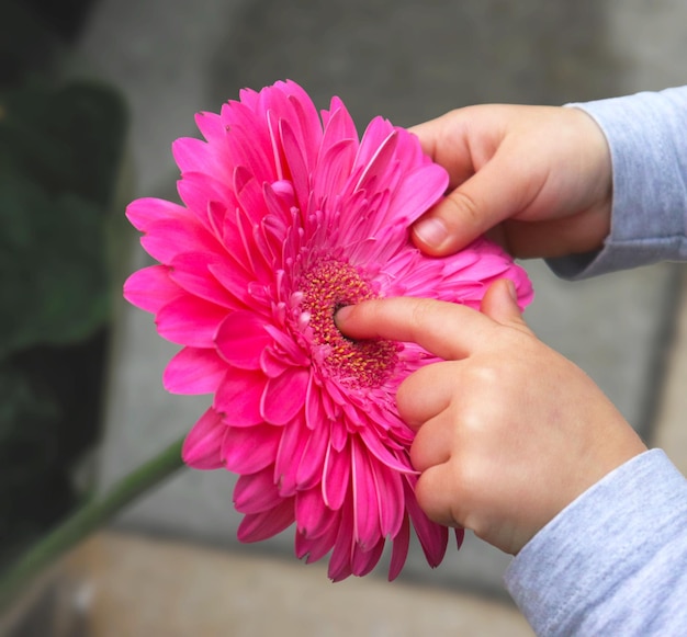 Foto imagem recortada de mão segurando uma flor rosa