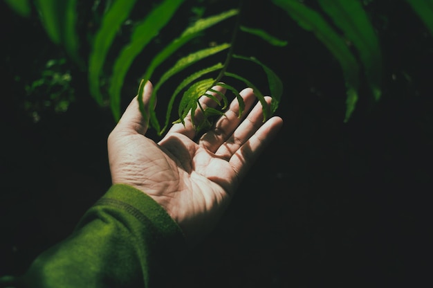 Imagem recortada de mãos tocando folhas