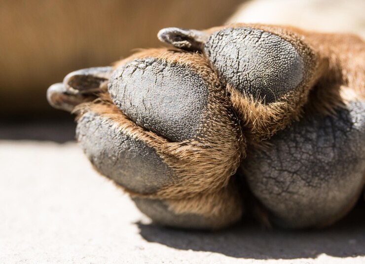 Foto imagem recortada de pata de cachorro