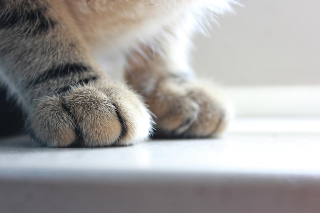 Imagem recortada de pata de gato