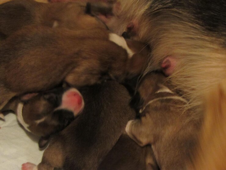 Foto imagem recortada de um cão alimentando filhotes recém-nascidos