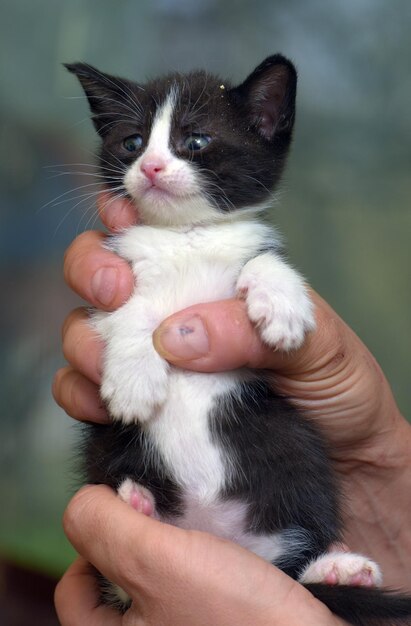 Imagem recortada de um gatinho segurando a mão