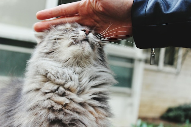 Imagem recortada de um gato a acariciar a mão
