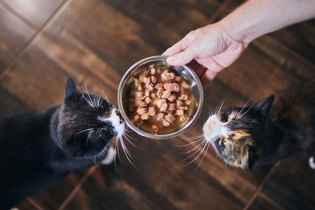 Imagem recortada de um gato segurando a mão