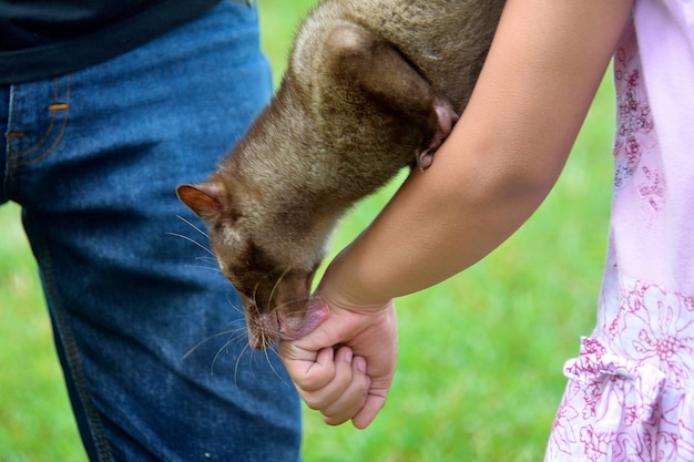 Foto imagem recortada de um gato segurando a mão