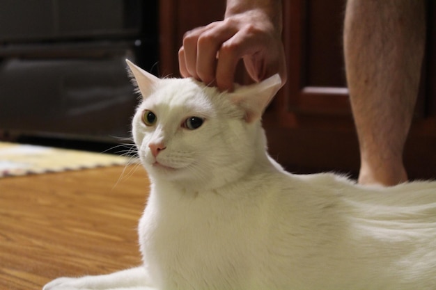 Imagem recortada de um homem acariciando um gato branco