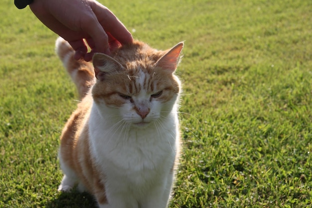 Imagem recortada de um homem acariciando um gato na grama