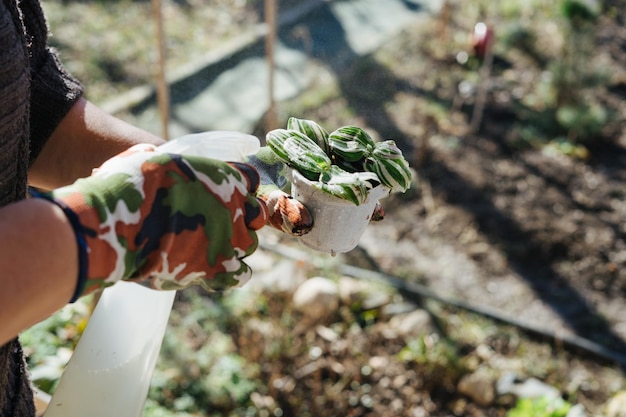 Foto imagem recortada de um homem segurando uma planta