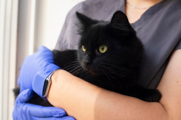 Imagem recortada de um médico veterinário que segura um gato preto nos braços em uma clínica veterinária.