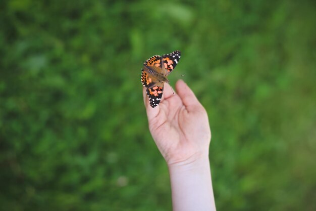 Foto imagem recortada de uma borboleta na mão