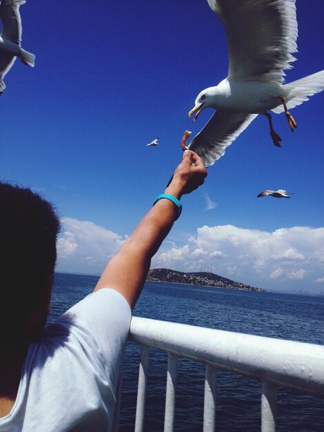 Foto imagem recortada de uma pessoa alimentando uma gaivota contra o céu