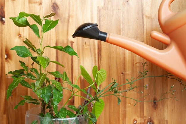 Foto imagem recortada de uma pessoa regando uma planta em vaso