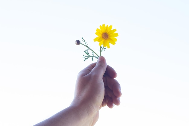 Imagem recortada de uma pessoa segurando uma flor amarela contra um fundo branco