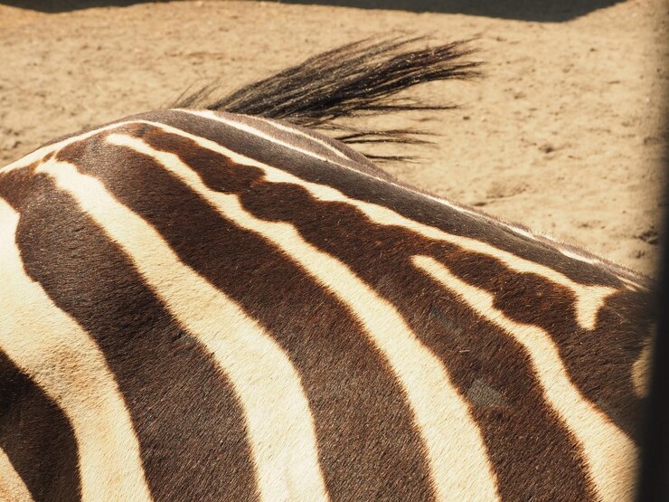 Foto imagem recortada de zebra no zoológico