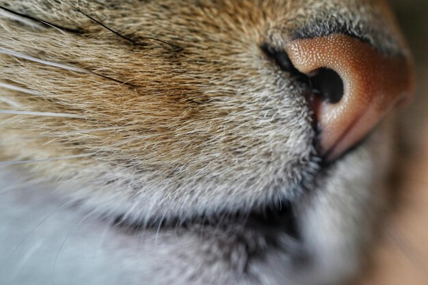 Foto imagem recortada do nariz de gato