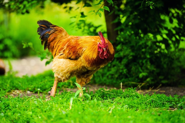 Imagem rural rústica do galo vermelho do galo no dia ensolarado