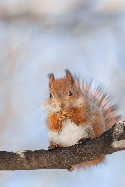 Imagem seletiva de esquilos vermelhos comendo nozes no toco de madeira