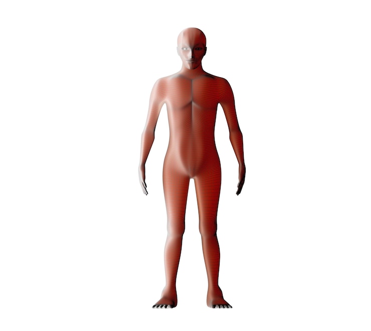 Foto imagem tridimensional do corpo humano contra fundo branco