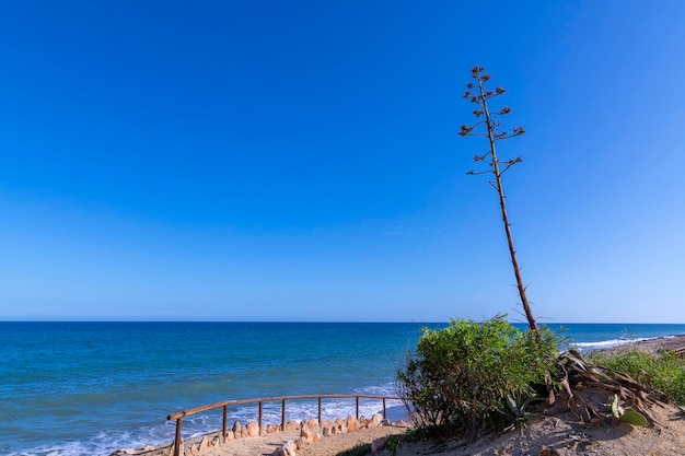 Imagem turística típica de Almeria com a planta pita ou agave e o mar ao fundo