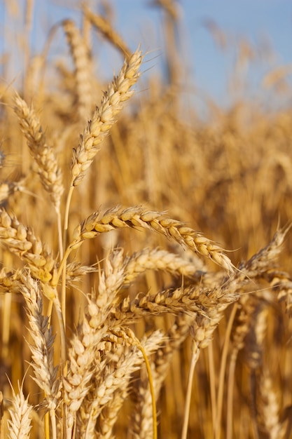 Imagem vertical com campo de trigo na noite de agosto Fundo de alimentos e conceito de fabricação de pão branco