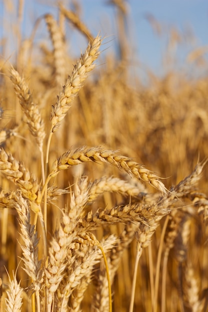 Imagem vertical com campo de trigo na noite de agosto fundo de alimentos e conceito de fabricação de pão branco