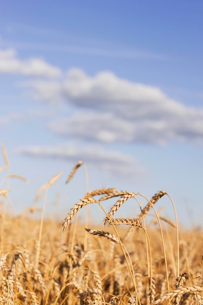 imagem vertical com céu azul de verão e campo de trigo dourado