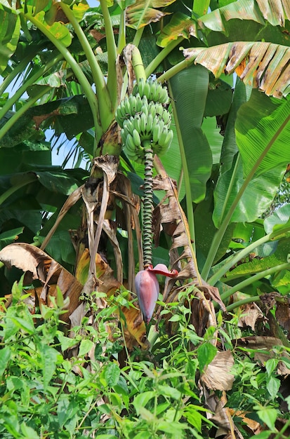 Imagem vertical da bananeira tropical selvagem com frutos verdes e inflorescência