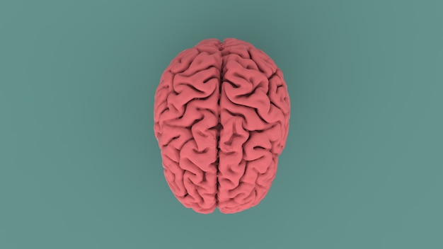 Imagen 3d del concepto del cerebro humano rosado de la vista superior