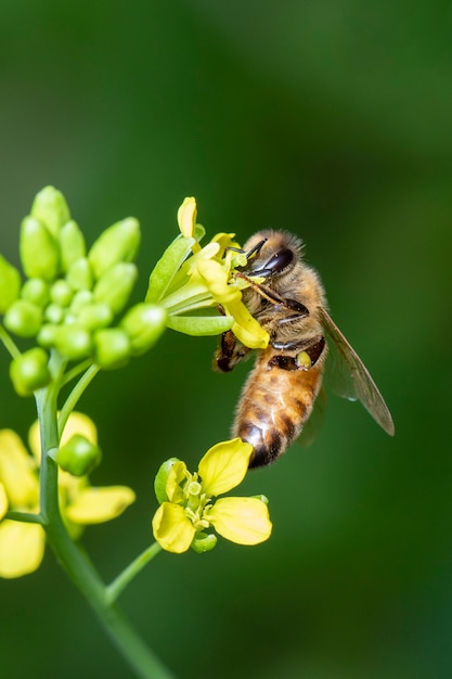 Imagen de abeja o abeja en flor recoge néctar. Abeja dorada en polen de flores con espacio borroso para texto.