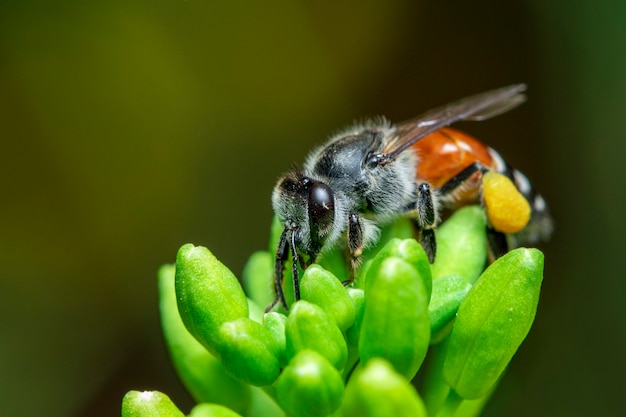 Imagen de abejita o abeja enana (Apis florea) en flor amarilla recolecta néctar de forma natural.