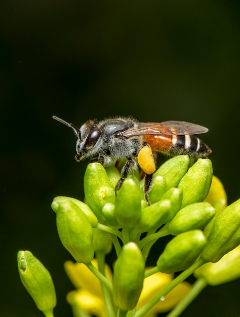 Imagen de abejita o abeja enana (Apis florea) en flor amarilla recolecta néctar de forma natural.