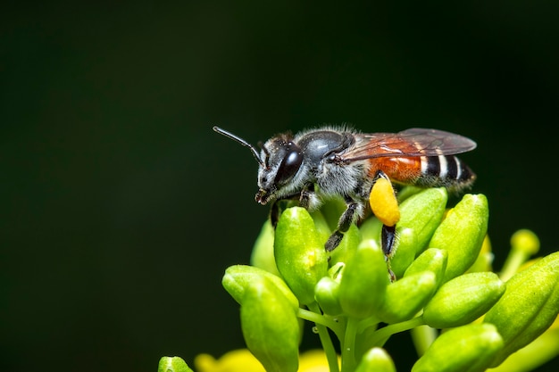 Imagen de abejita o abeja enana (Apis florea) en flor amarilla recolecta néctar de forma natural.