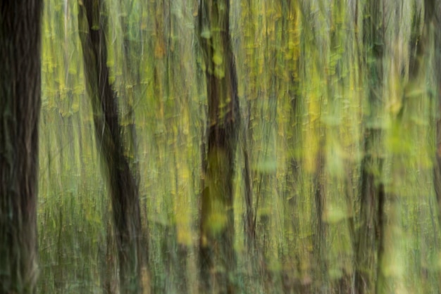 Imagen abstracta de árboles y hojas en un bosque Fondo de textura verde vectorial