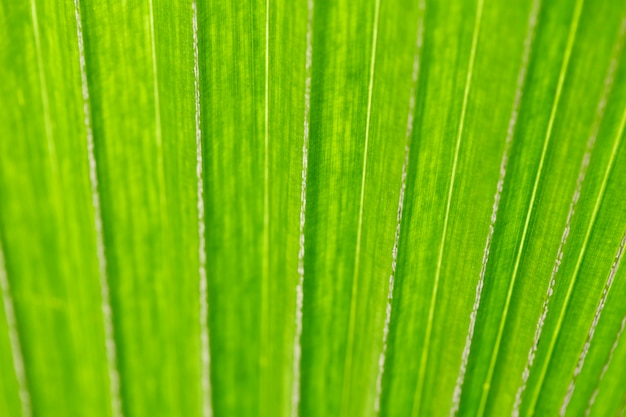 imagen abstracta de hojas verdes frescas de Palma