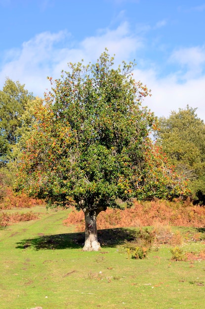 Imagen de un acebo entero con fruto Ilex aquifolium