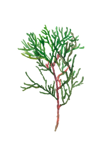 Imagen de acuarela pintada a mano de ramas de thuja