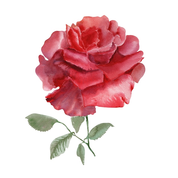 Imagen de acuarela de una rosa escarlata