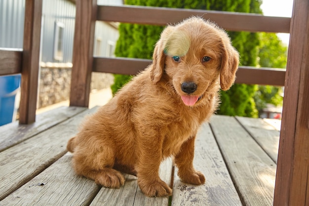 Imagen de adorable cachorro Labradoodle con lengua descansando sobre muebles de madera