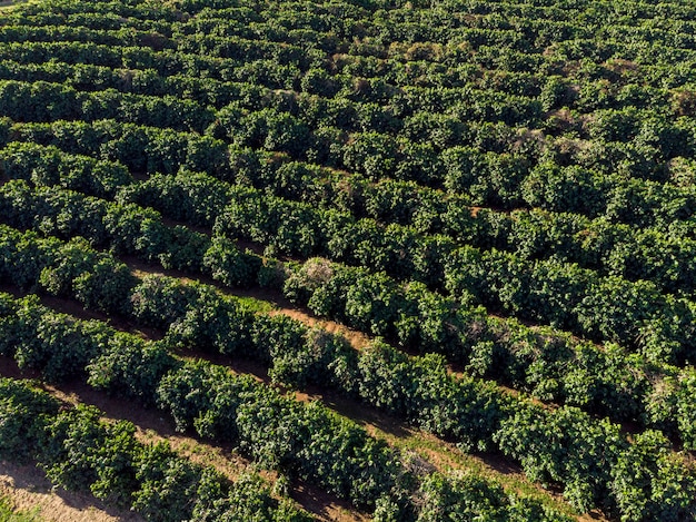 Imagen aérea de la plantación de café en Brasil.