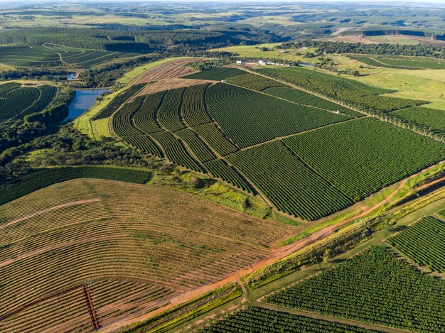 Imagen aérea de la plantación de café en Brasil.