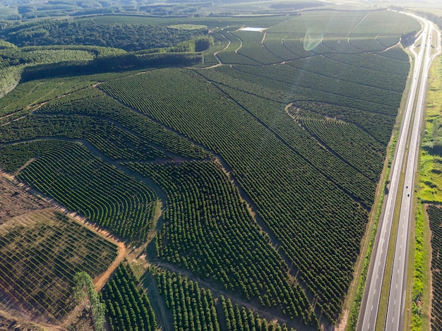 Imagen aérea de la plantación de café en Brasil.