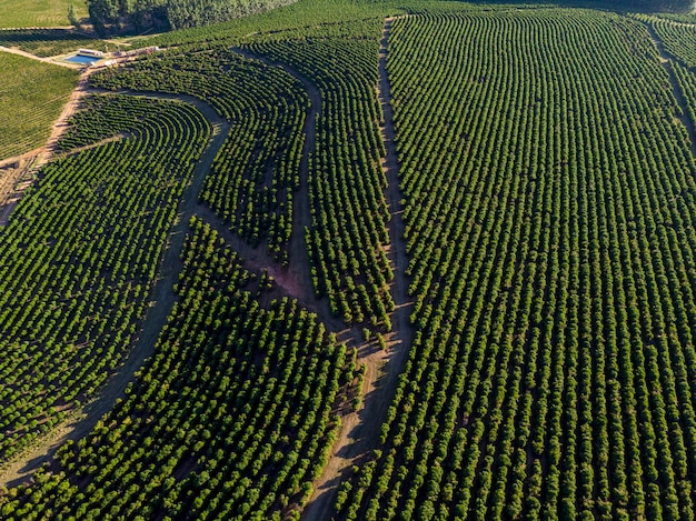 Imagen aérea de la plantación de café en Brasil.